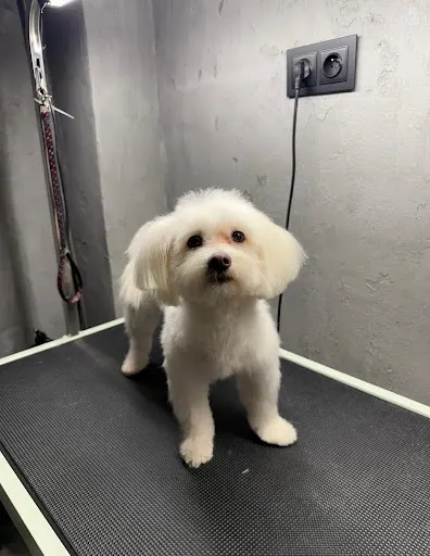 SPA DLA PSA - psi fryzjer Wrocław - groomer - strzyżenie kota psa Wrocław